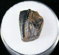 Hadrosaur (Duck-Billed Dinosaur) Tooth - Judith River #14819-1